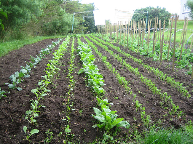 plants in soil